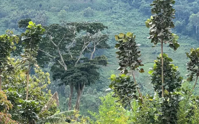 Rafiki Safari Lodge Bwindi