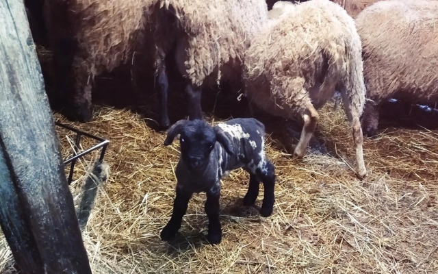 Penzion U Lucerny s malou farmičkou