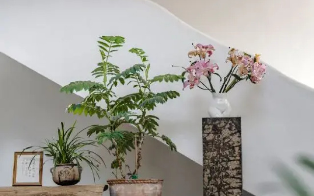 THEPLANTS Aesthetics Homestay.