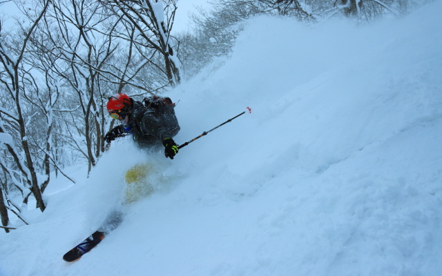 Pension Mocking Bird