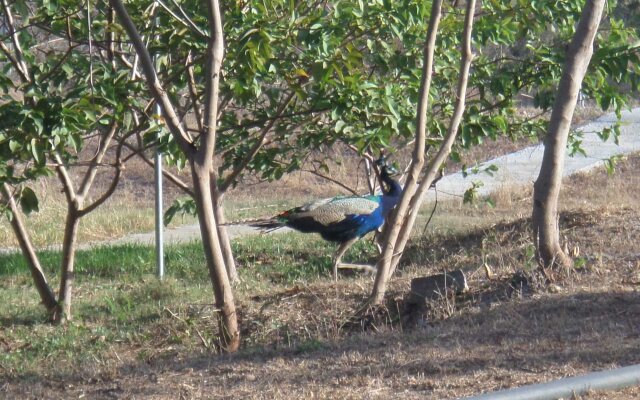 Crazy Peacock Holiday Resort