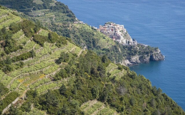 Pettirosso