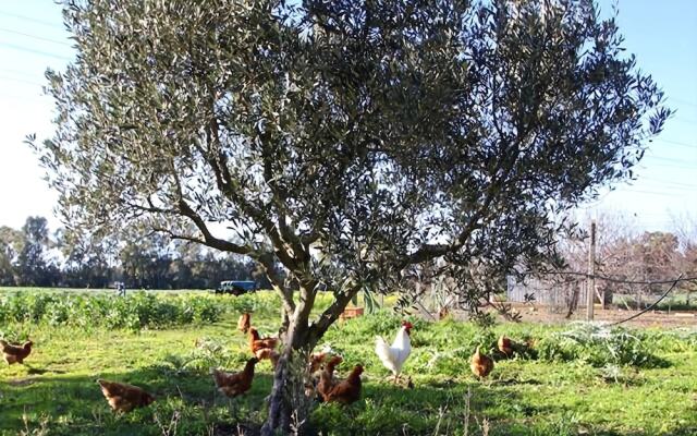 Agriturismo Raggio Di Sole