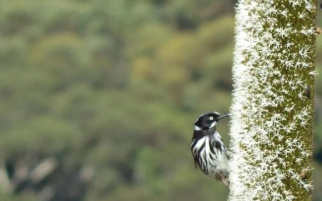 Kangaroo Island Bush Getaway