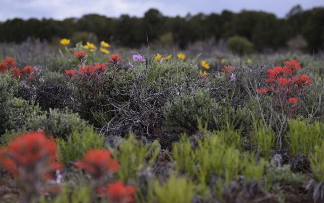 Chimney Top Acres