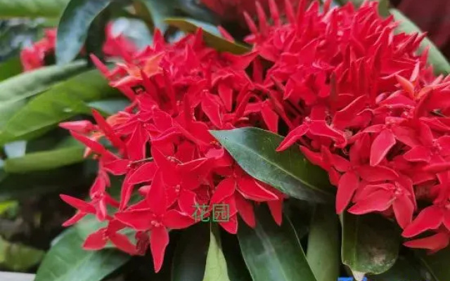 Yandangshan No.5 Meisu Homestay