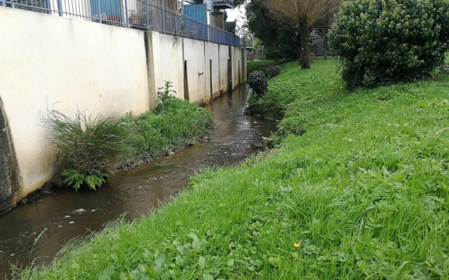 Blue Mackerel - Adults Only