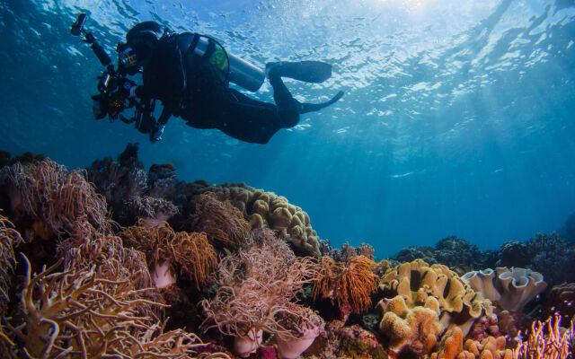 Turtle Bay Dive Resort