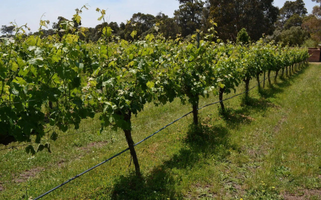 Island Brook Estate Vineyard and Chalets