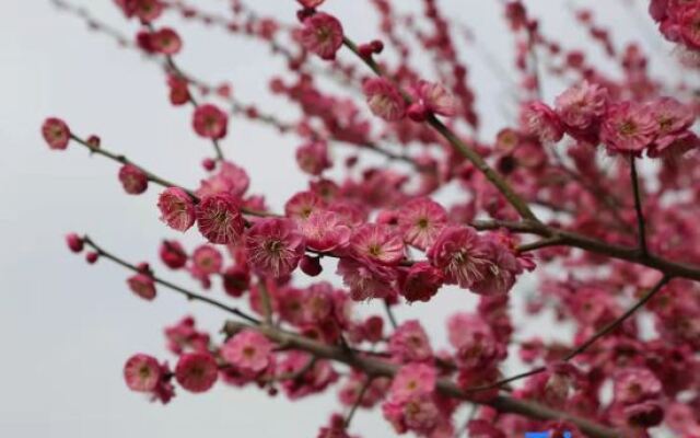 Suzhou Seagull Huxin Island Resort