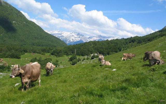 Tourist Farm Žvanč