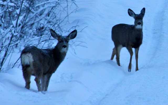 Teton Hostel HideAway