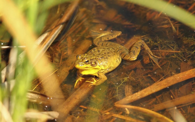 Our Wielgot Tradition