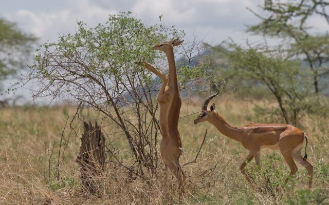 Samburu Sopa Lodge