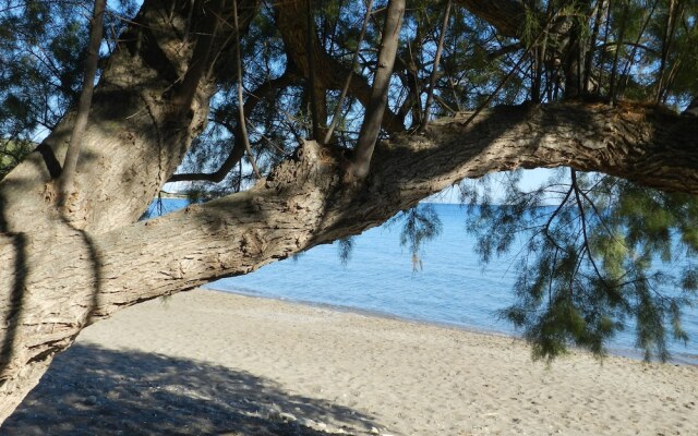 Turtle's Nest