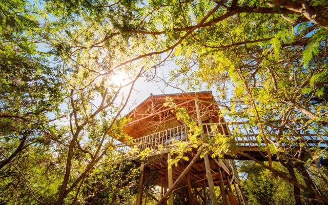 Pezulu Tree House Lodge