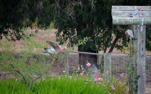 Sandy Lake Farm Accommodation Gingin WA
