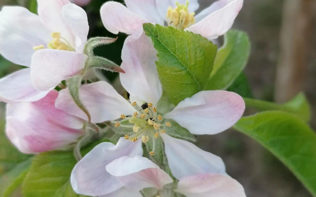 Pension Haus Anneliese