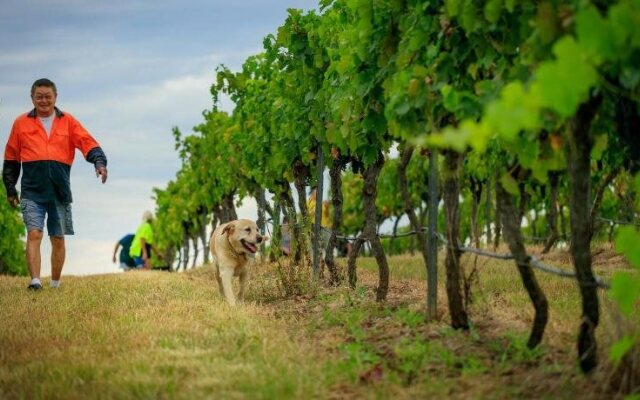 Hanging Tree Wines