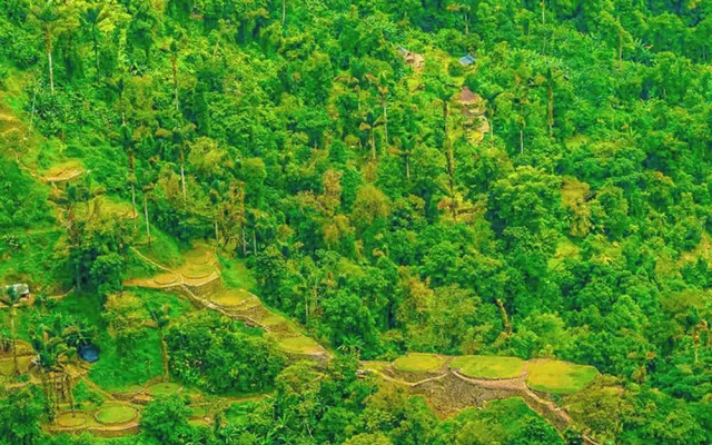 Tree of Life - Hostel