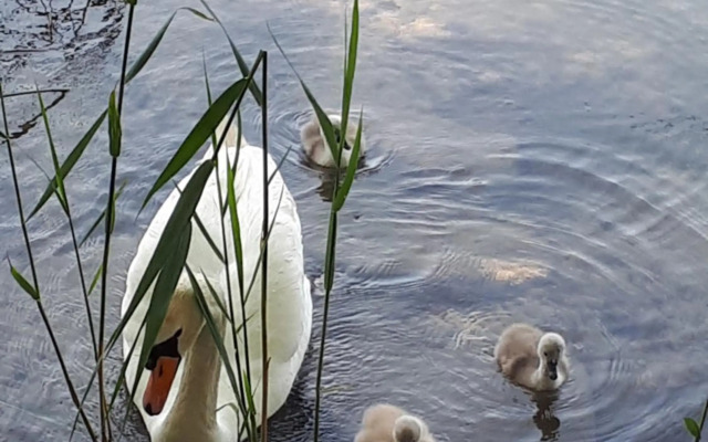 Pension Kreuzinger, 5310 Tiefgraben