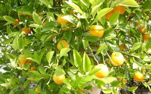 Ferienwohnung Eva-Maria