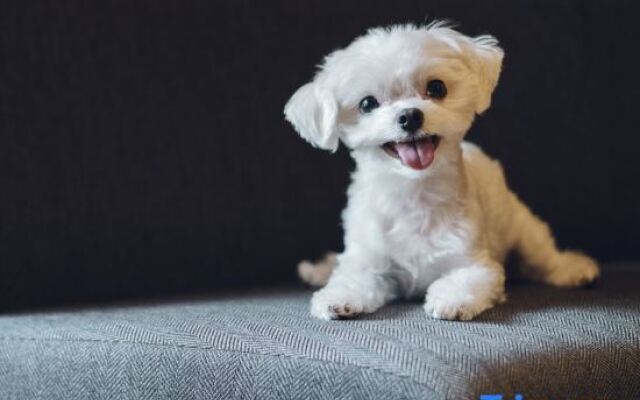 Asahi House Kyoto Dog Friendly