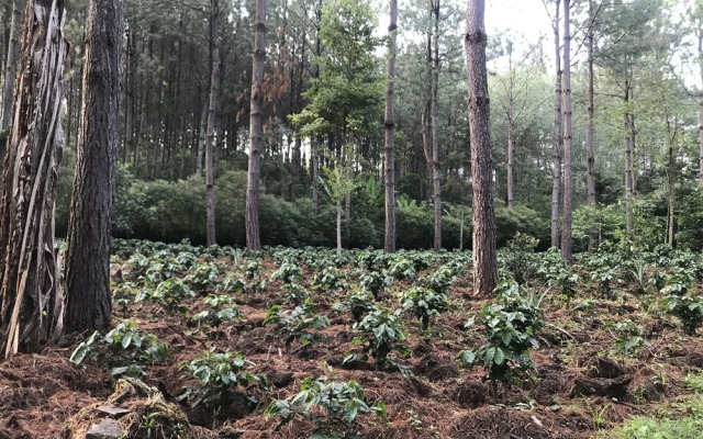 Chijul Guatemala