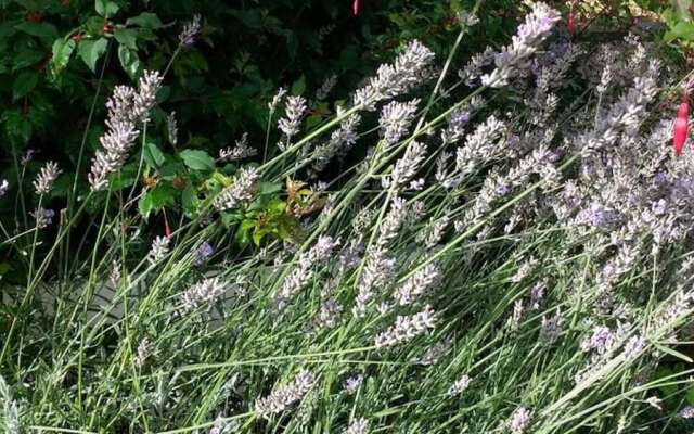 The Lavenders