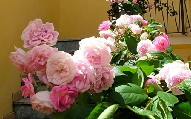 B&B Maison Rosetta IUN-E4948