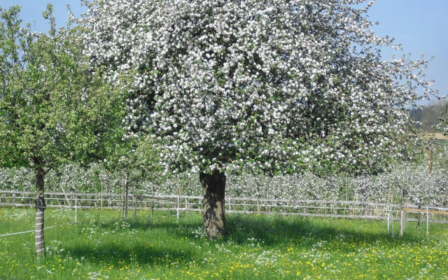 Bachäckerhof - Nichtraucherhotel-