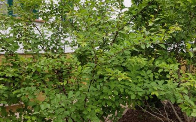 Borostyánkő Vendégház