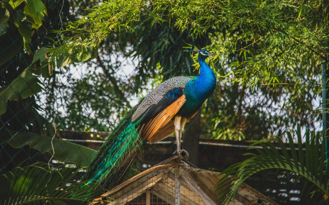 Cambodian Country Club