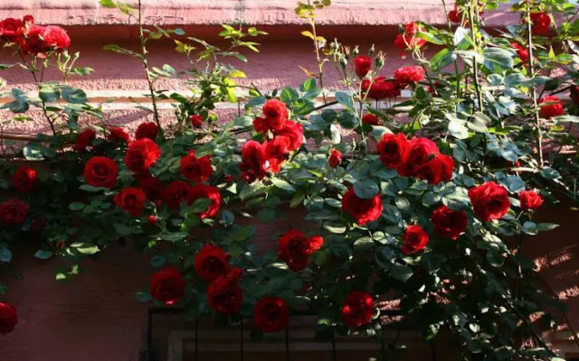 Littlehagiasophia Apart