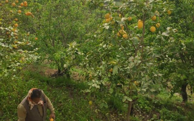 The Himalayan Living