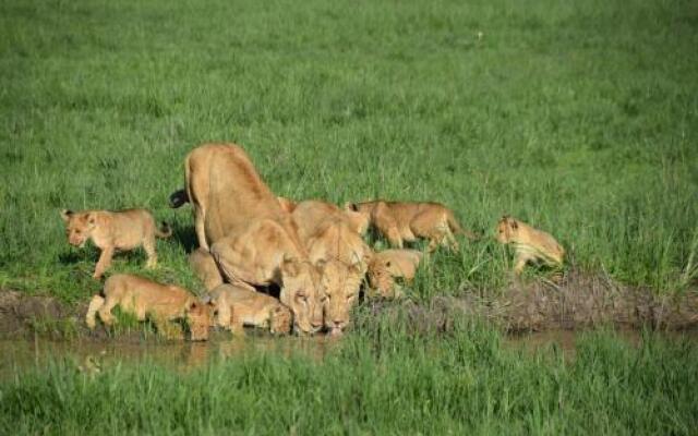 Mawimbi Bush Camp