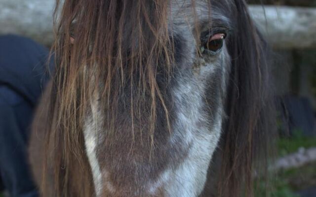 Stutteri Skandi Hest