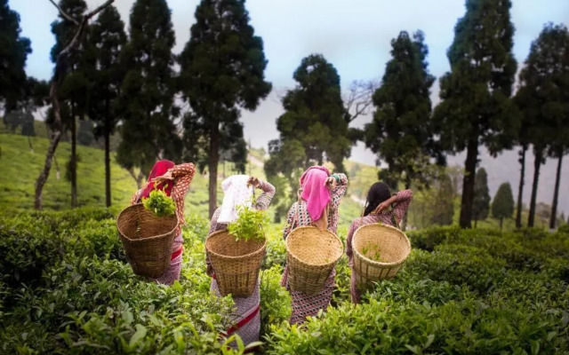 Sourenee Tea Estate & Boutique Resort