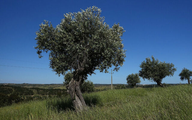 Herdade da Urgueira