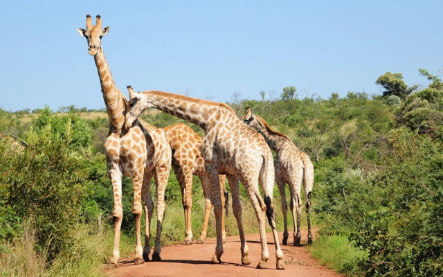 Morokolo Safari Lodge