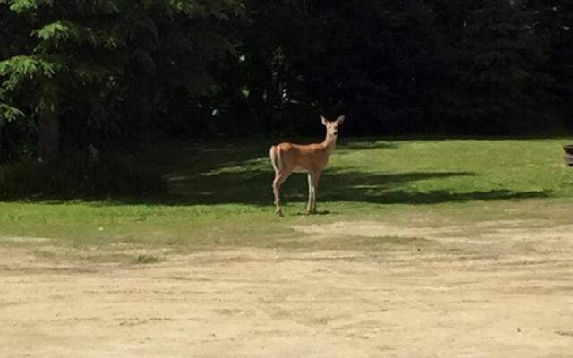 Summit River Lodge & Campsites