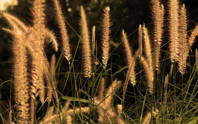 The Tamarind Resort Nusa Lembongan Bali