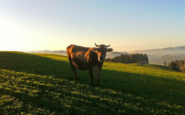 Alpsteinblick Haslen