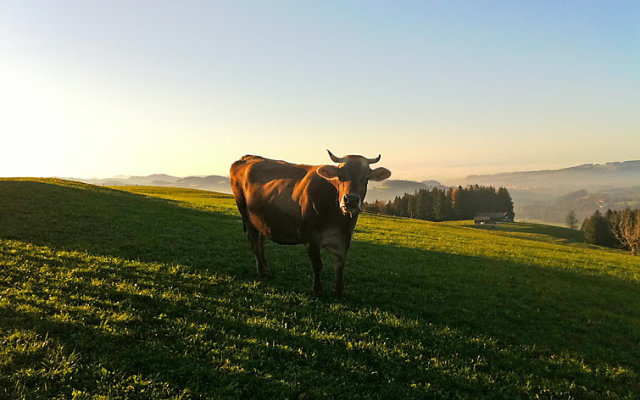 Alpsteinblick