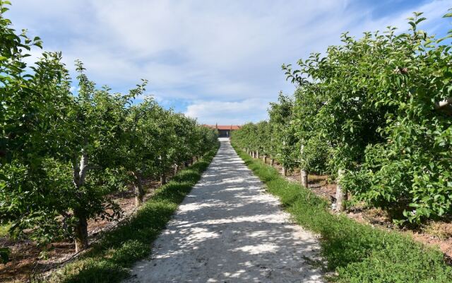 Feel Discovery Maçã Douro