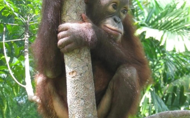 Sepilok Jungle Resort