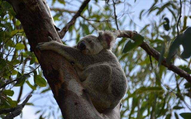 Magnetic Island Bed And Breakfast