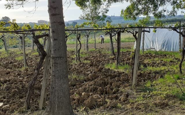 Pier delle Vigne B&B