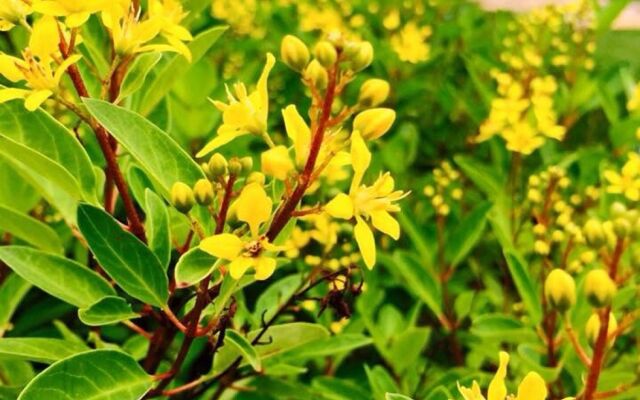 Koranaree Courtyard Boutique Hotel