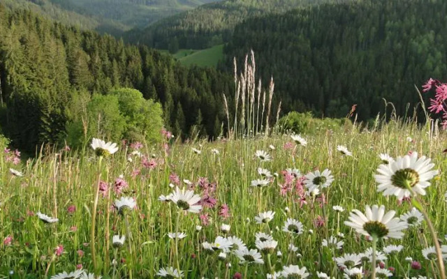Zinkhaus - Waldheimat Alpl